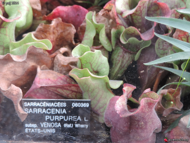 Sarracenia - le genre GBPIX_photo_648029