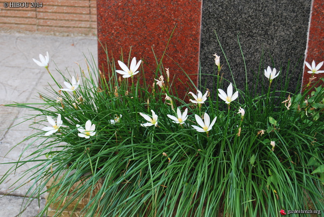 Zéphyranthes candida (identifiée) GBPIX_photo_650580