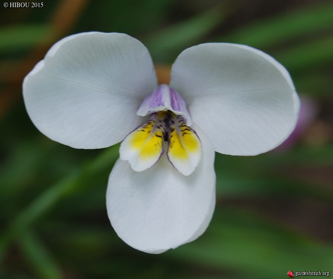 Diplarrena moraea GBPIX_photo_653039