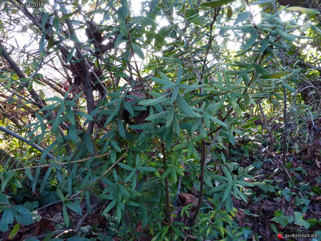 Pittosporum brevicalyx, Knightia excelsa, Pittosporum bicolor [devinette] GBPIX_photo_655568