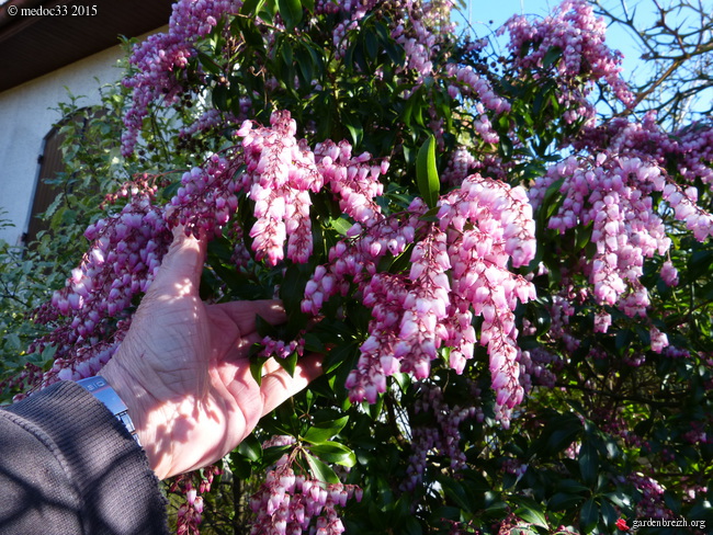 Pieris japonica 'Christmas Cheer' GBPIX_photo_658028