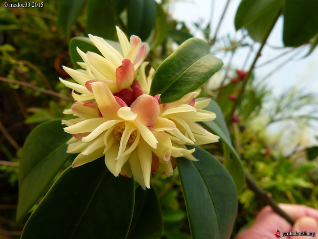 Illicium - le genre GBPIX_photo_658268