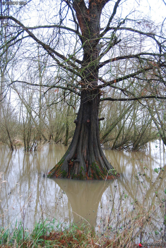 Taxodium distichum - cyprès chauve, cyprès de Louisiane  - Page 2 GBPIX_photo_660257