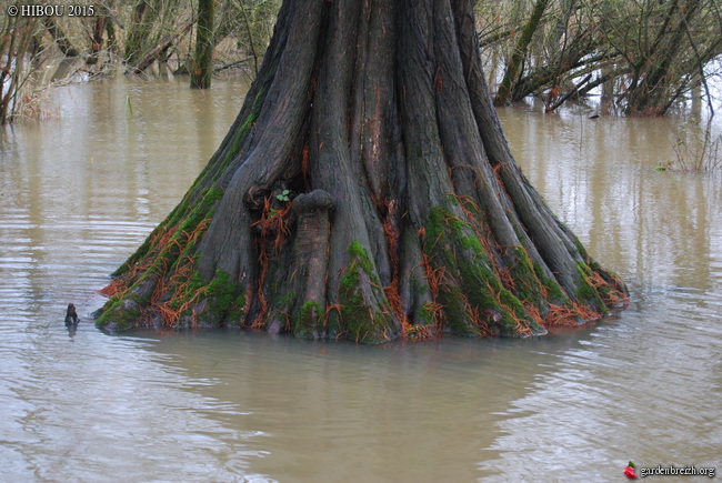 Taxodium distichum - cyprès chauve, cyprès de Louisiane  - Page 2 GBPIX_photo_660259