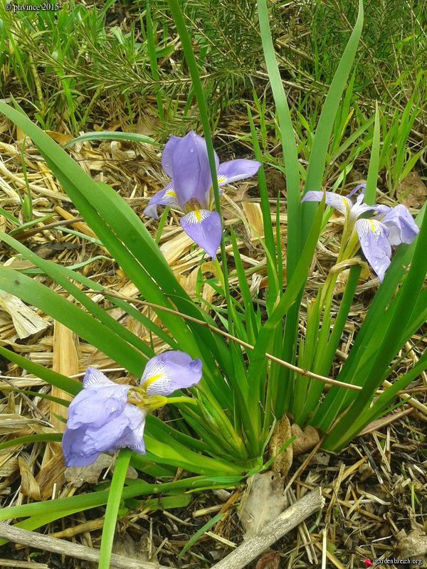 Iris lazica  GBPIX_photo_662715