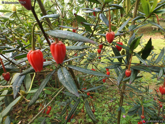 le joli mois de mai des fous jardiniers - Page 6 GBPIX_photo_669698