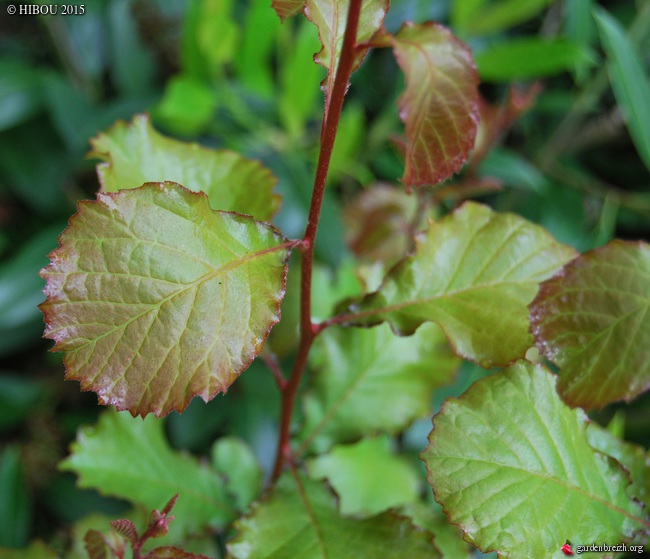 Meliosma parviflora GBPIX_photo_671785