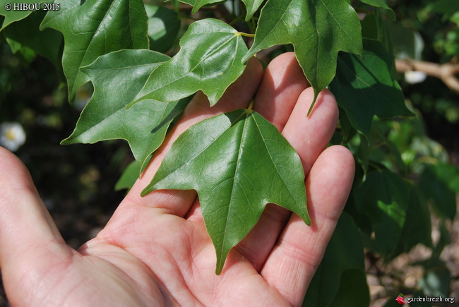 Aristotelia chilensis, Acer campbellii, Weinmannia racemosa [devinette] GBPIX_photo_672648