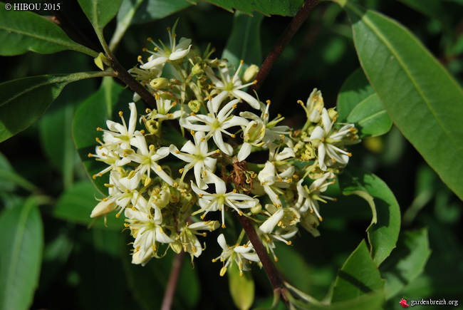 Pittosporum dallii, Diostea juncea, Viburnum mullaha [devinette] GBPIX_photo_683060