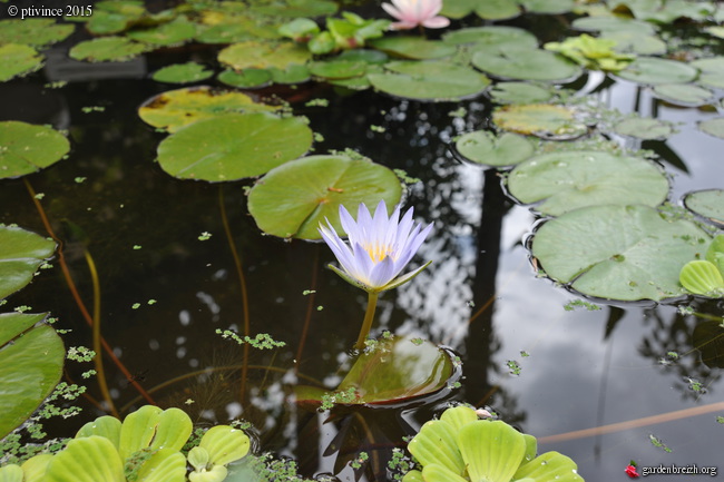 Nelumbo et Nymphaea - espèces et conseils de culture - Page 8 GBPIX_photo_684323