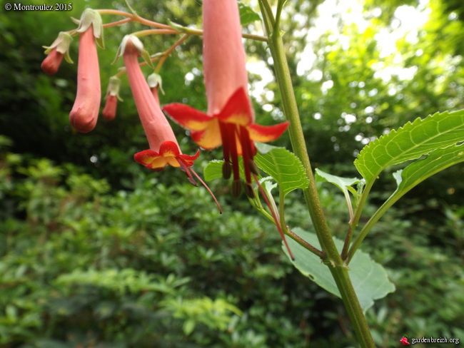 nos jardins prennent-ils des vacances ? - Page 2 GBPIX_photo_685912