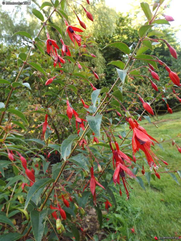 nos jardins prennent-ils des vacances ? - Page 2 GBPIX_photo_685923