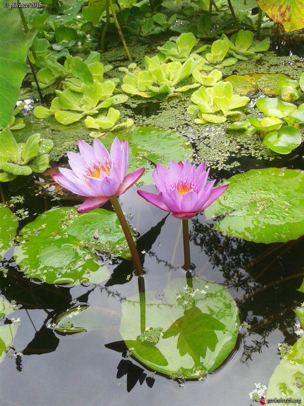 nos jardins prennent-ils des vacances ? - Page 3 GBPIX_photo_689303