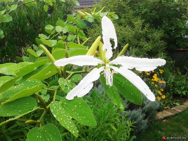 nos jardins prennent-ils des vacances ? - Page 3 GBPIX_photo_689304