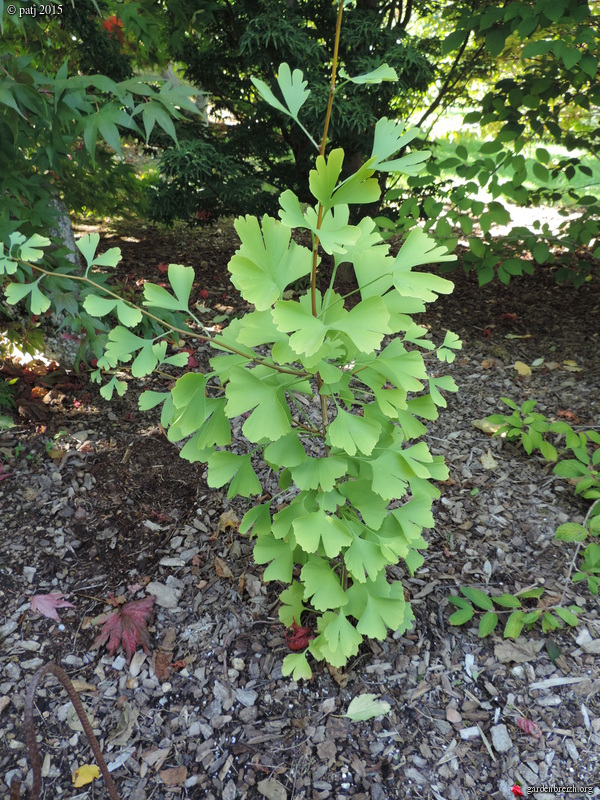 Ginkgo biloba - arbre aux quarante écus - Page 7 GBPIX_photo_691615