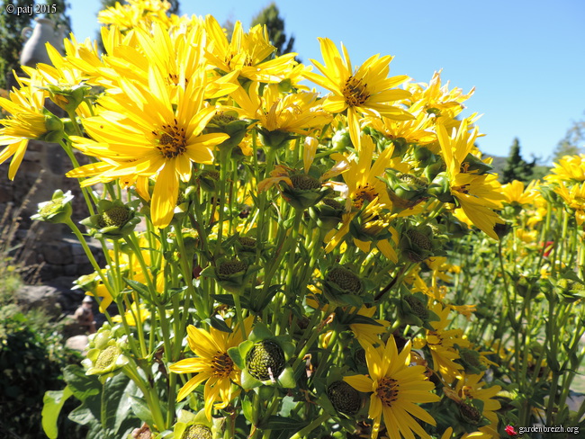 Silphium le genre GBPIX_photo_692075