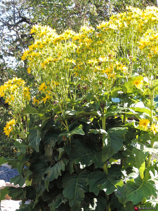 Silphium le genre GBPIX_photo_692076