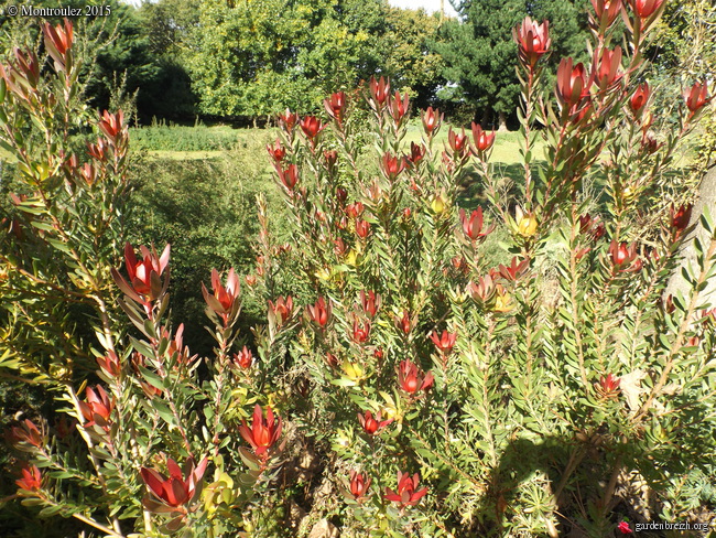 leucadendron - Leucadendron 'Safari Sunset' GBPIX_photo_693238