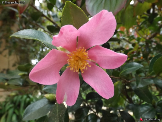 Camellia , saison 2015 - 2016 GBPIX_photo_694196