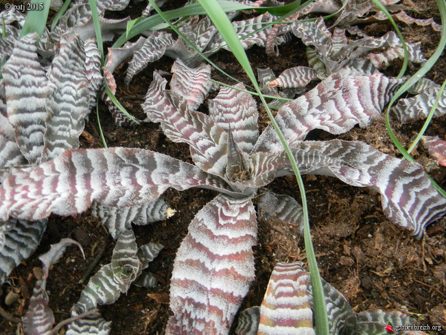 Cryptanthus 'Rainbow' GBPIX_photo_696894