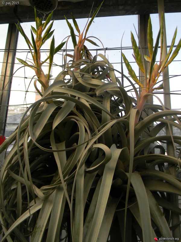 Tillandsia xerographica GBPIX_photo_696964