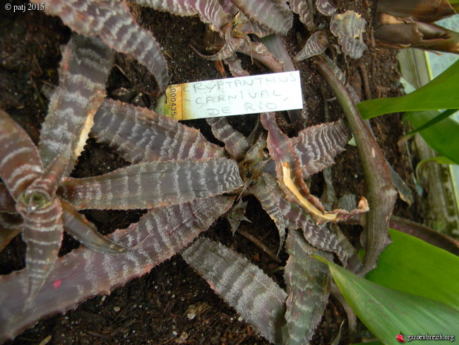 Cryptanthus 'Carnival de Rio' GBPIX_photo_696975