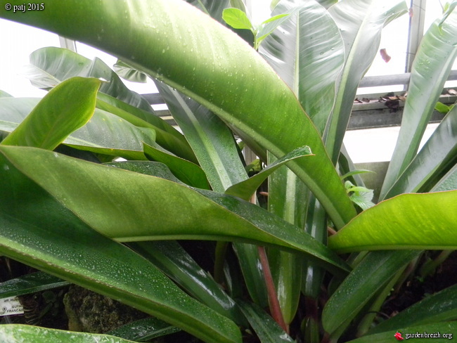 Philodendron insigne GBPIX_photo_697091
