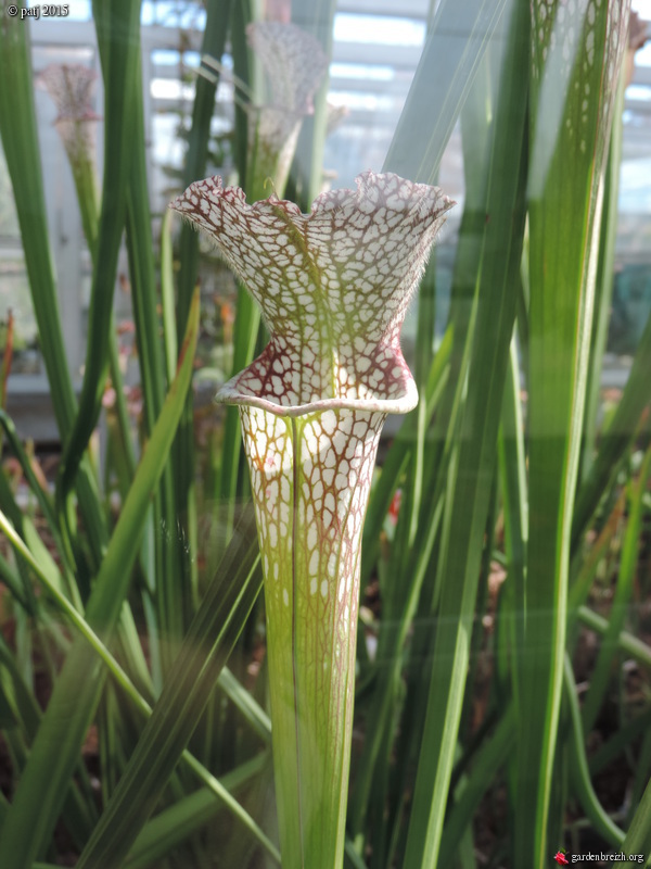 Sarracenia - le genre GBPIX_photo_697582