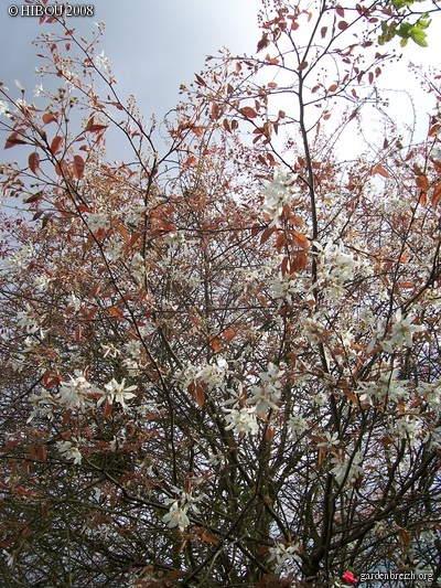 Amelanchier 'Ballerina' GBPIX_photo_77593