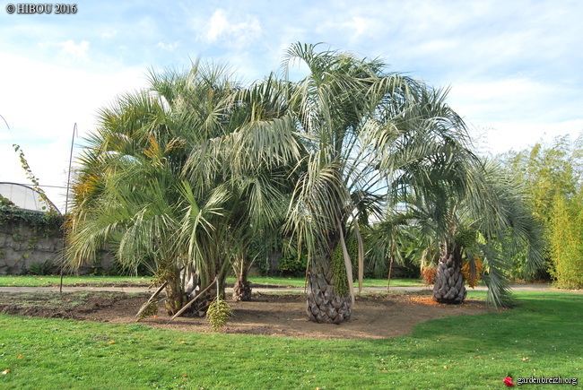 Butia odorata GBPIX_photo_702337