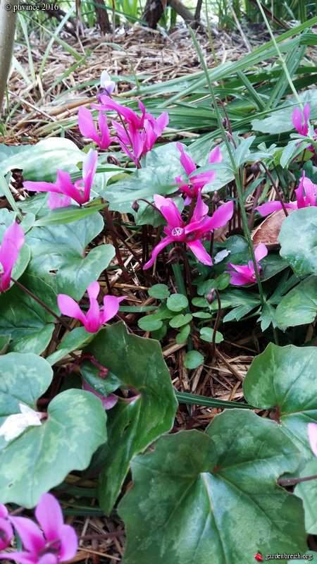 Cyclamen repandum  GBPIX_photo_707495