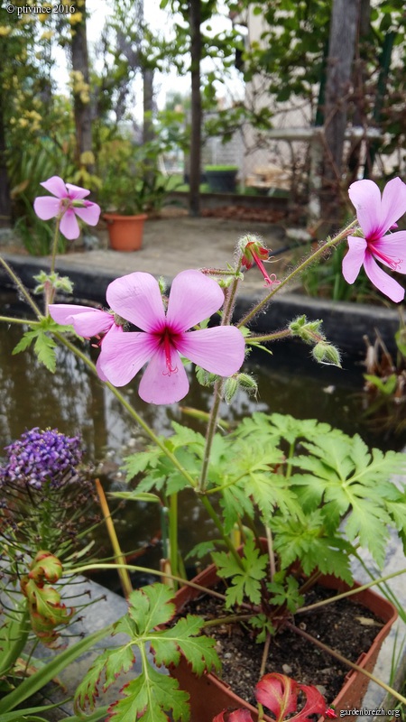 Geranium palmatum GBPIX_photo_710277