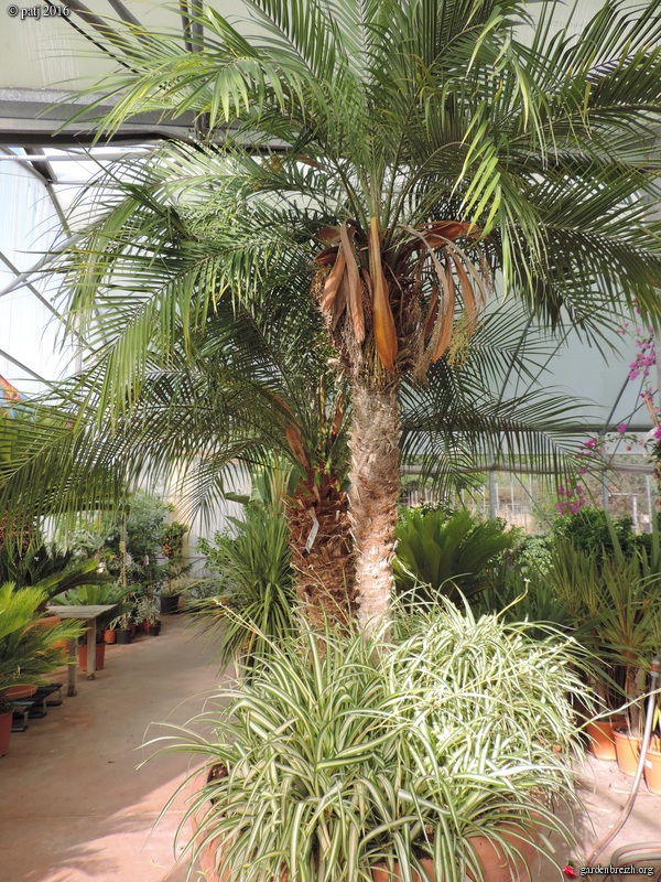 Phoenix roebelenii - palmier dattier nain GBPIX_photo_717436