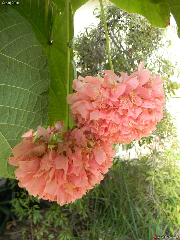 Dombeya x cayeuxii GBPIX_photo_717629