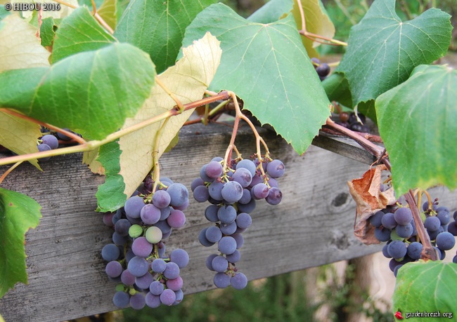 Vitis labrusca et cultivars dérivés - vigne framboise GBPIX_photo_722435