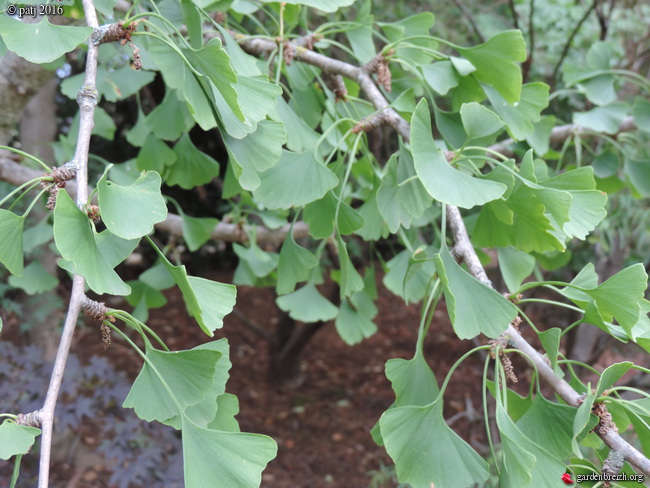 Ginkgo biloba - arbre aux quarante écus - Page 8 GBPIX_photo_722948