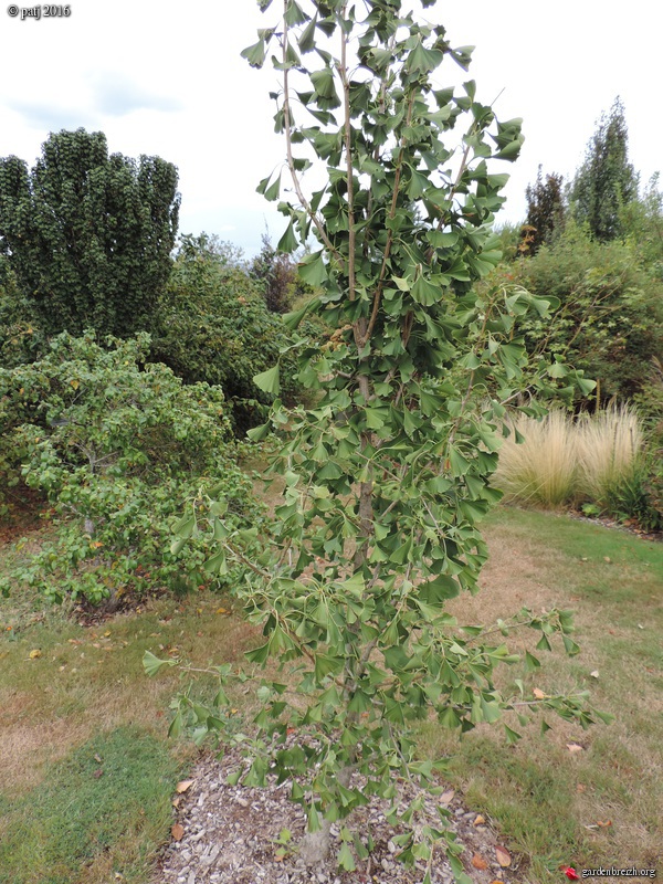 Ginkgo biloba - arbre aux quarante écus - Page 8 GBPIX_photo_722954