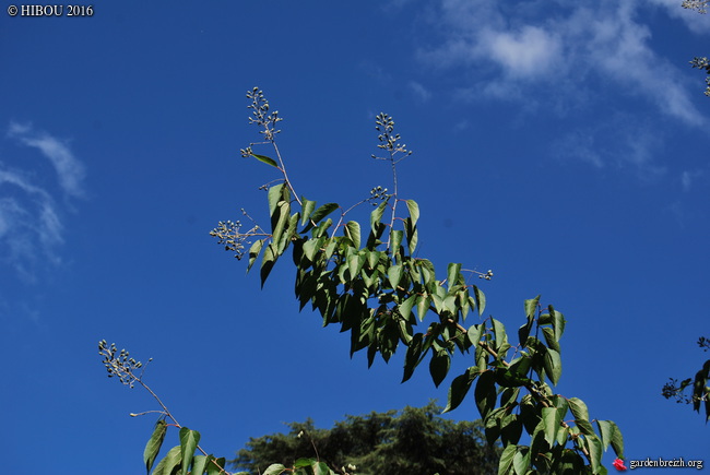 Poliothyrsis sinensis, Buxus sempervirens, Gleditsia triacanthos f. inermis 'Bujotii'  [devinette] GBPIX_photo_725774