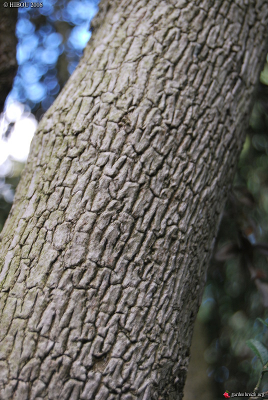 Poliothyrsis sinensis, Buxus sempervirens, Gleditsia triacanthos f. inermis 'Bujotii'  [devinette] GBPIX_photo_726010