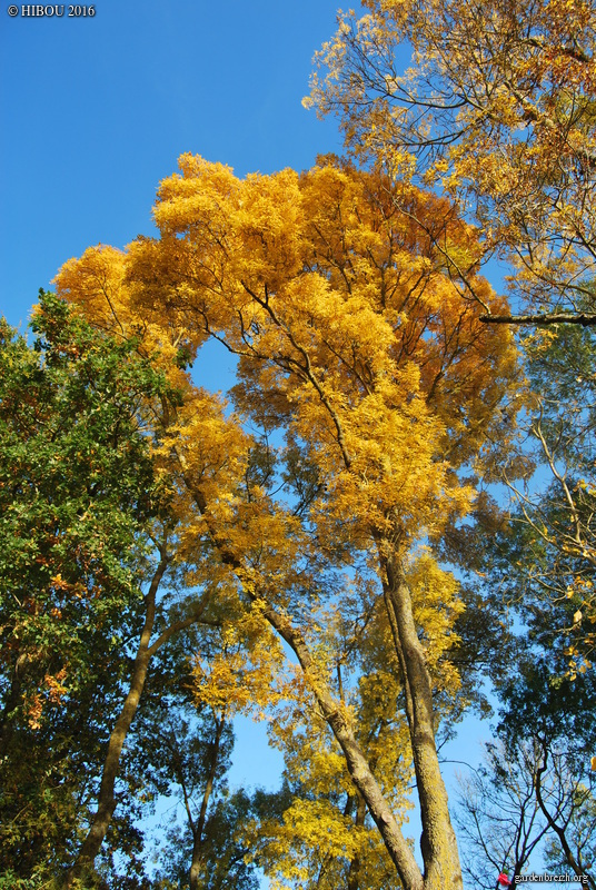 Fraxinus excelsior - frêne élevé, frêne commun GBPIX_photo_727077