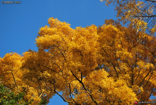 Fraxinus excelsior - frêne élevé, frêne commun GBPIX_photo_727078