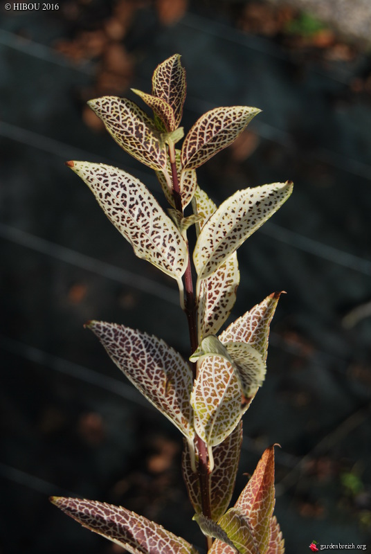 Forsythia viridissima var. koreana 'Kumson', Photinia beauverdiana [devinette] GBPIX_photo_727607
