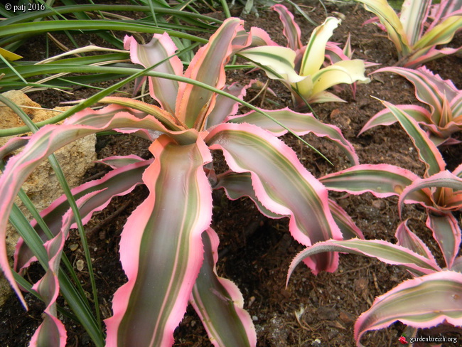 Cryptanthus bivittatus 'Pink Starlite' GBPIX_photo_728336
