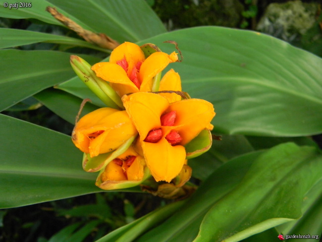 Hedychium muluense  GBPIX_photo_728342