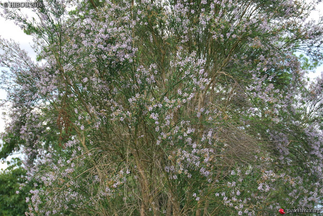 Pittosporum dallii, Diostea juncea, Viburnum mullaha [devinette] GBPIX_photo_728990