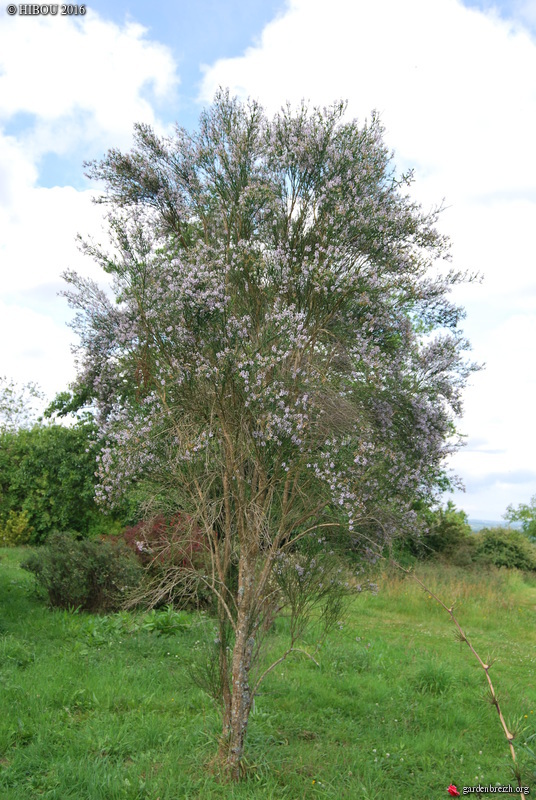 Pittosporum dallii, Diostea juncea, Viburnum mullaha [devinette] GBPIX_photo_728992