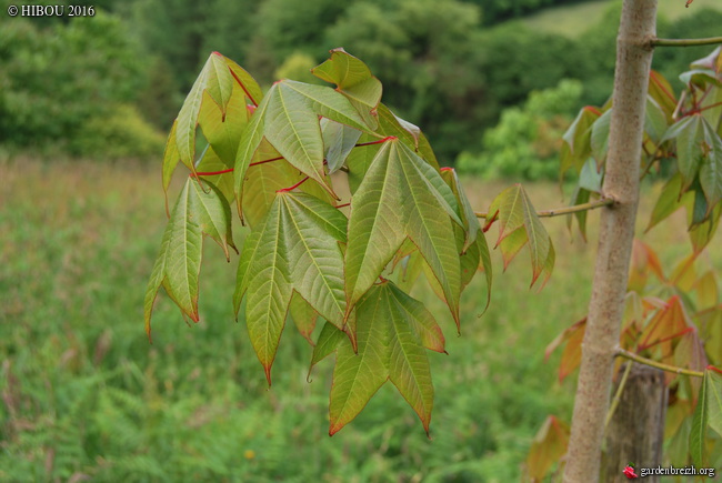 Aristotelia chilensis, Acer campbellii, Weinmannia racemosa [devinette] - Page 2 GBPIX_photo_730333