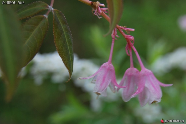 Stauntonia hexaphylla, Ribes x culverwellii 'Josta', Staphylea holocarpa var. rosea [devinettes] GBPIX_photo_731002