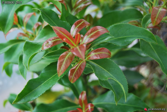 Podophyllum 'Spotty Dotty', Euonymus lucidus - [devinettes] GBPIX_photo_738656