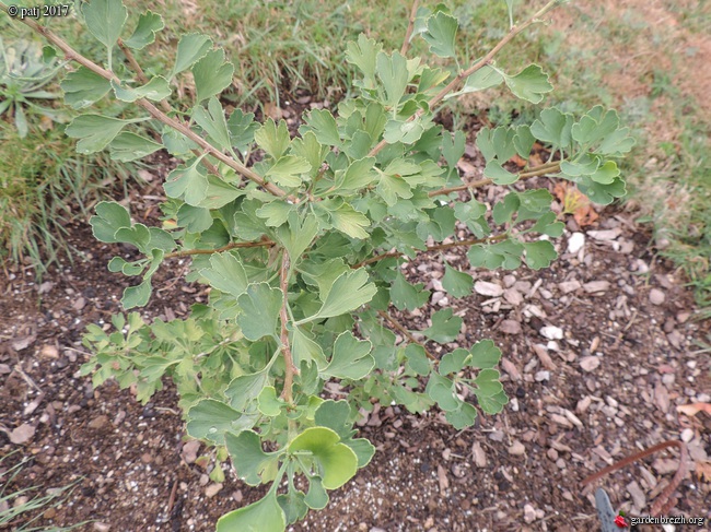 Ginkgo biloba - arbre aux quarante écus - Page 7 GBPIX_photo_738771